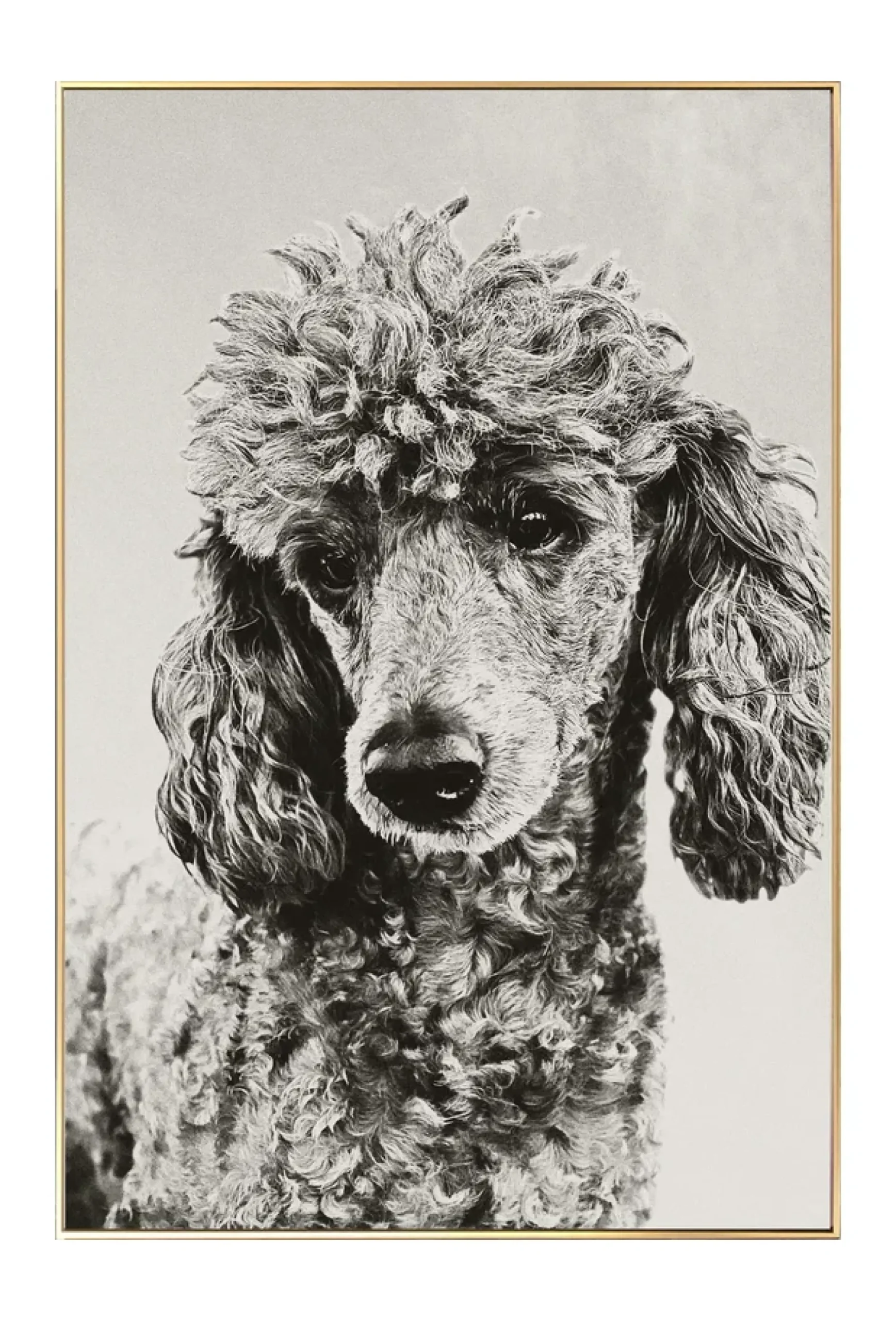 Gerahmte Fotografie 'Pudelwohl' 40x60cm