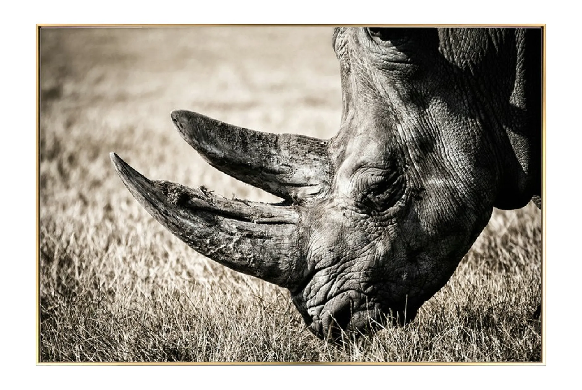 Gerahmte Fotografie 'Ruler of Tranquility' 90x60cm