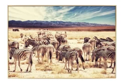 Gerahmte Fotografie 'Tal der Zebras' 90x60cm
