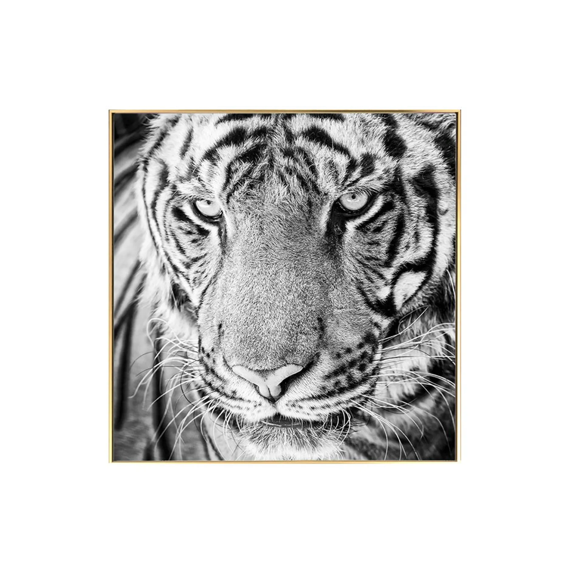 Gerahmte Fotografie 'Tiger's Glance' 60x60cm