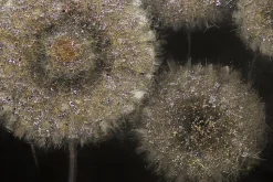 Handgemaltes Gemälde 'Meer aus Pusteblumen' 120x60cm | inkl. Echtheitszertifikat