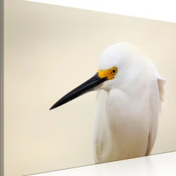 Kunstdruck auf Leinwand 'Snowy Egret Wide'