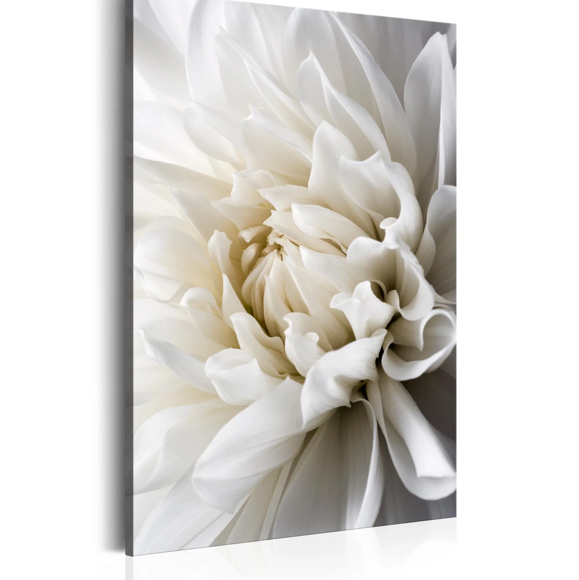 Kunstdruck auf Leinwand 'White Dahlia'