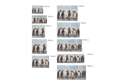 Kunstdruck 'Kreis der Pinguine'