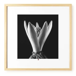 Kunstfotografie 'Flower of Hope' 50x50cm | Limitierte, handsignierte Edition