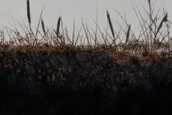 Öl Gemälde 'Auf der Zauberheide' | Handgemaltes Unikat
