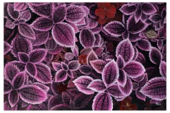 Öl Gemälde 'Shades of Purple' | Handgemaltes Unikat