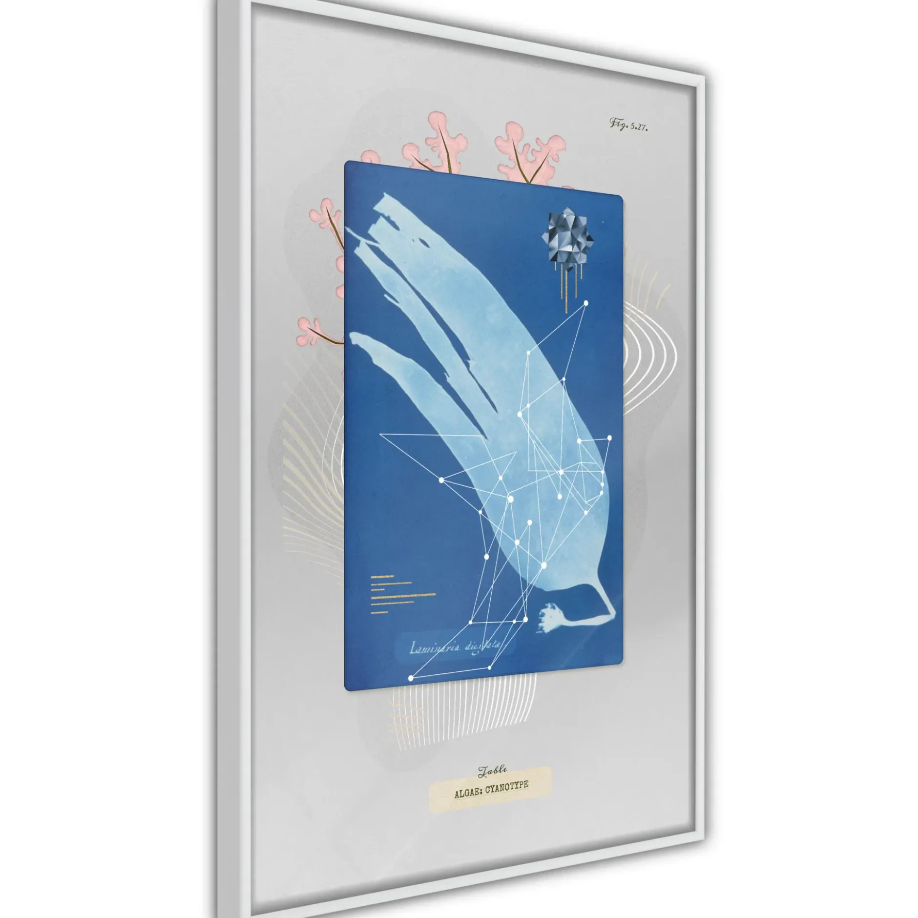 Poster 'Alga'