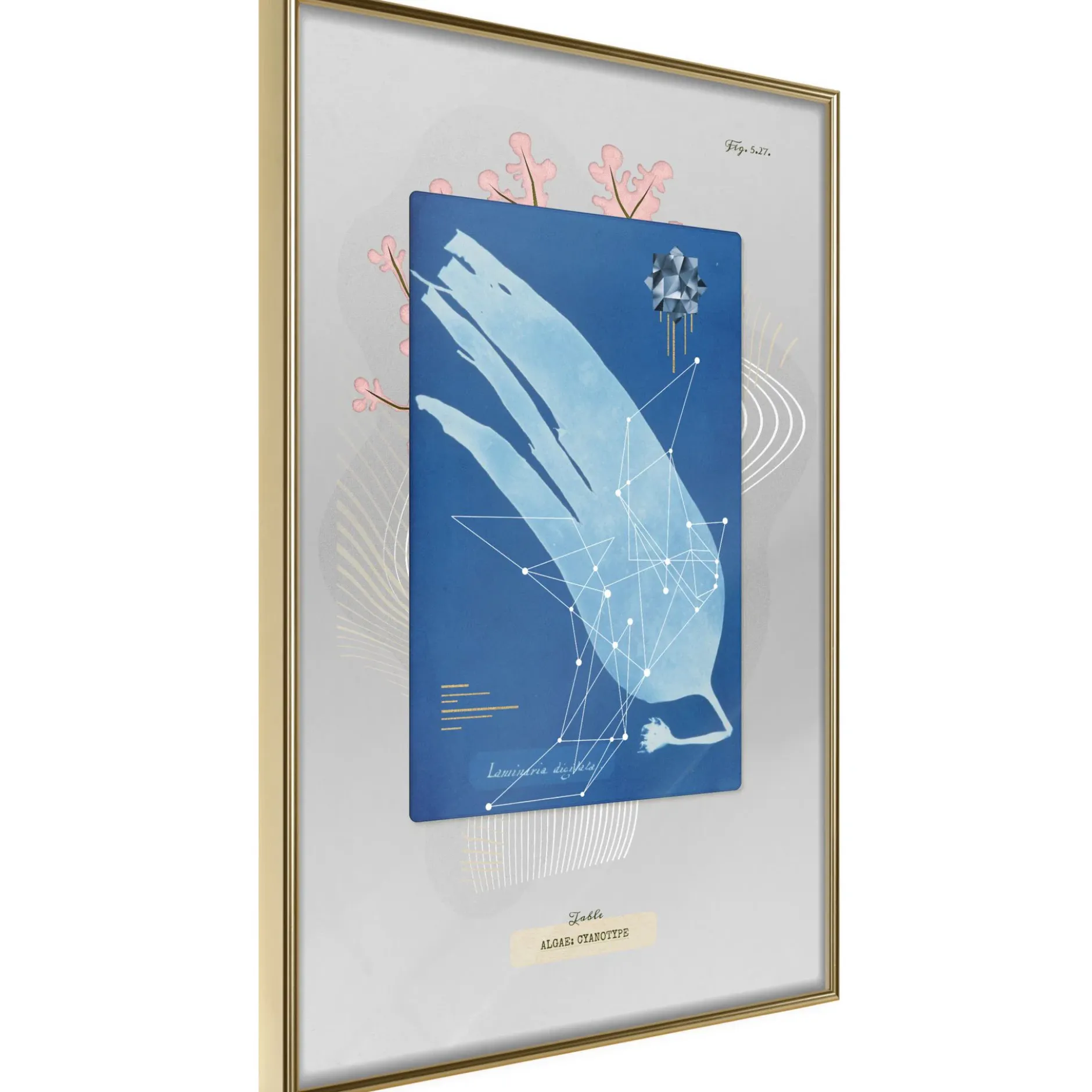 Poster 'Alga'
