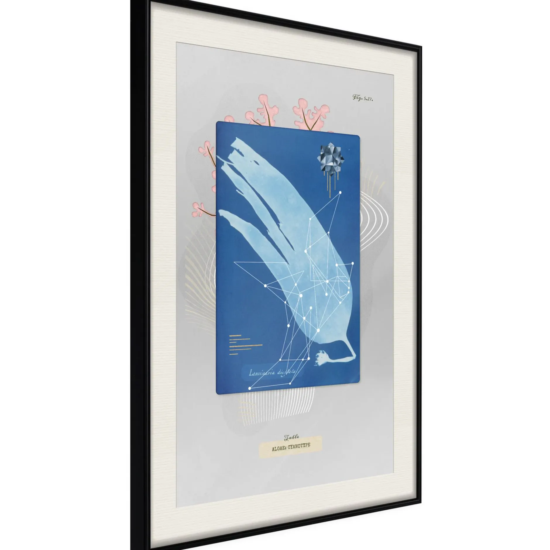 Poster 'Alga'