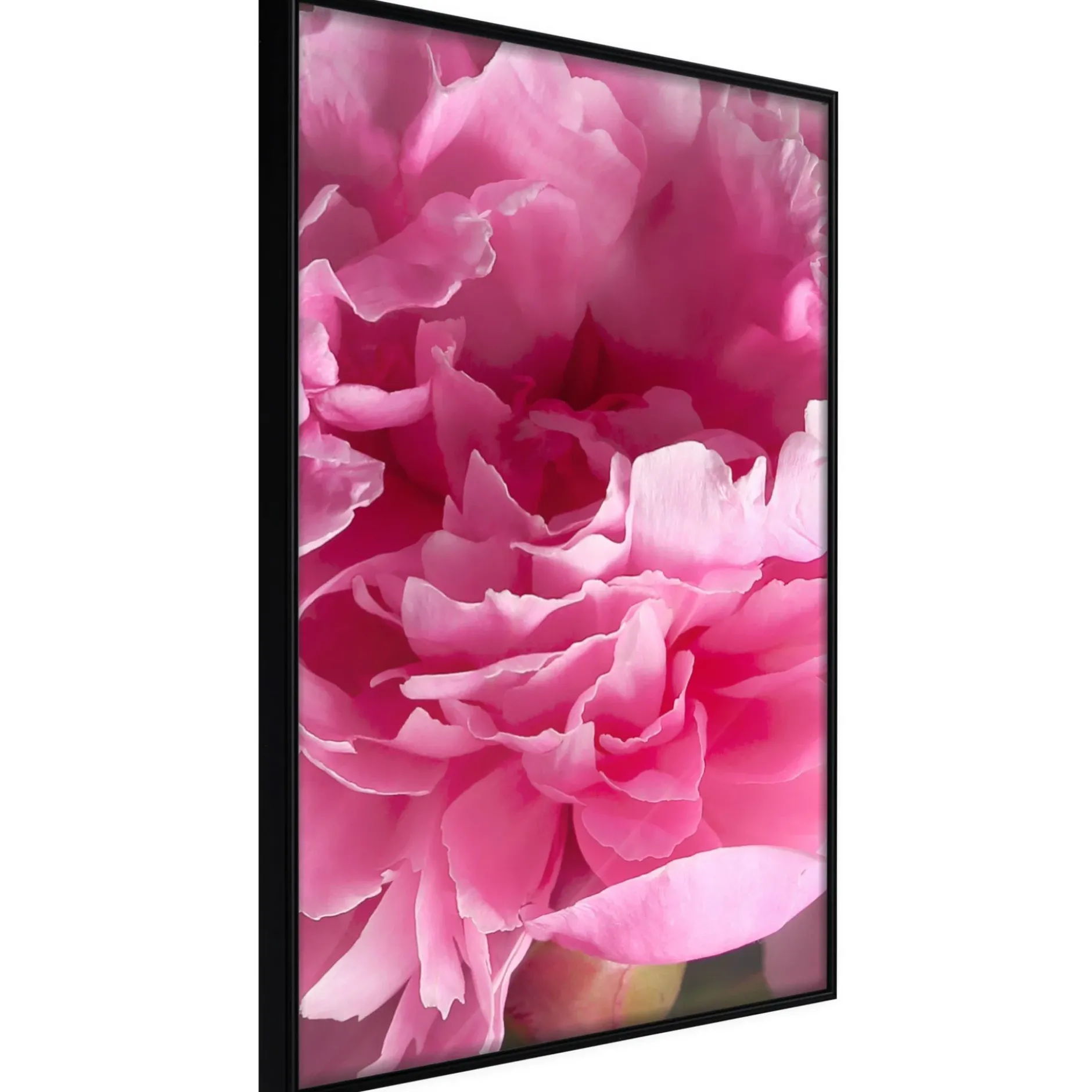 Poster 'Beautiful Peonies'