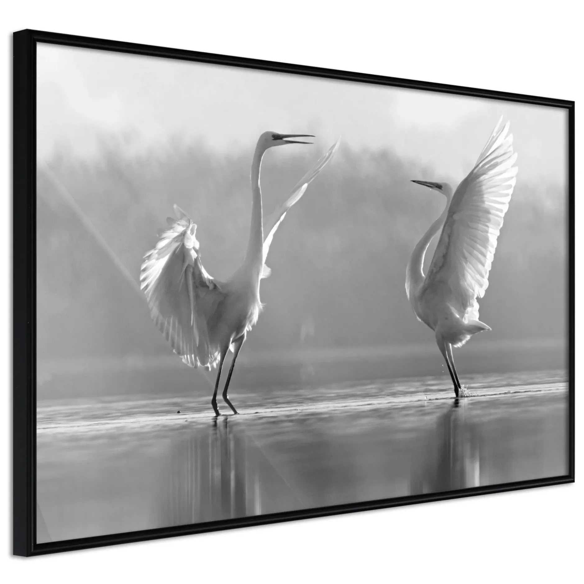 Poster 'Black and White Herons'