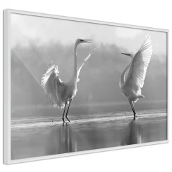 Poster 'Black and White Herons'