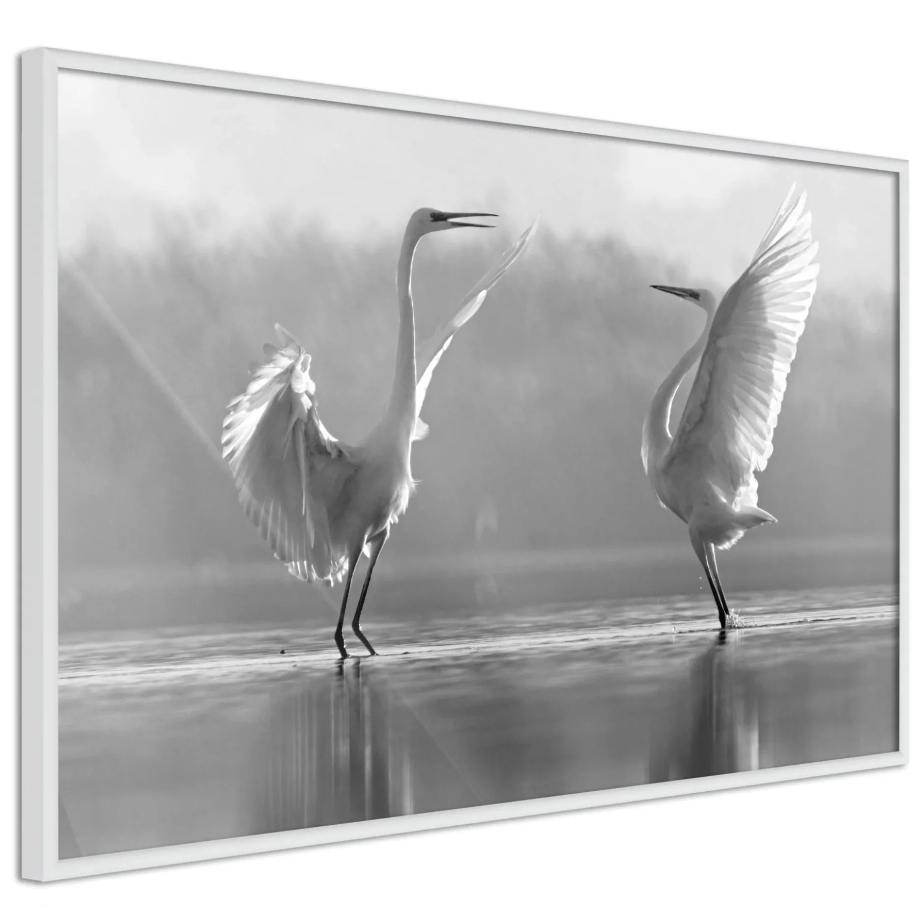 Poster 'Black and White Herons'