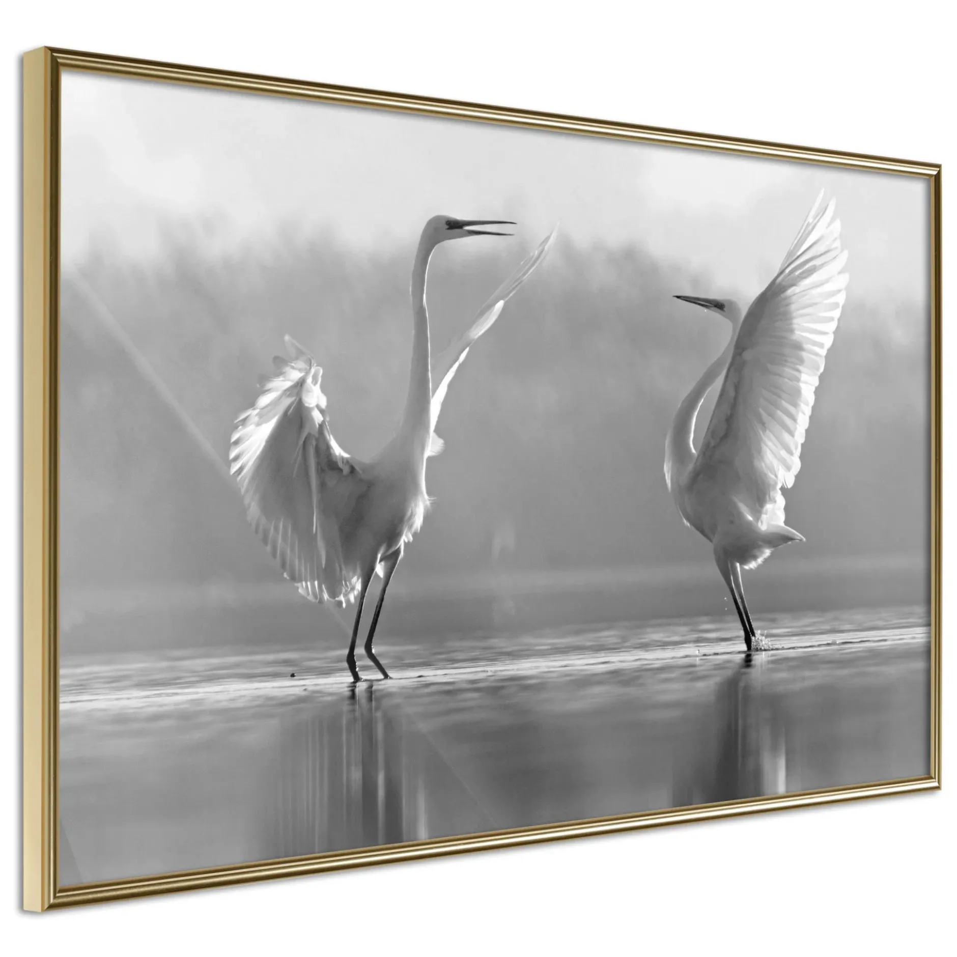 Poster 'Black and White Herons'