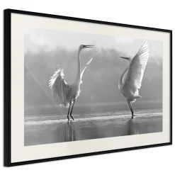 Poster 'Black and White Herons'