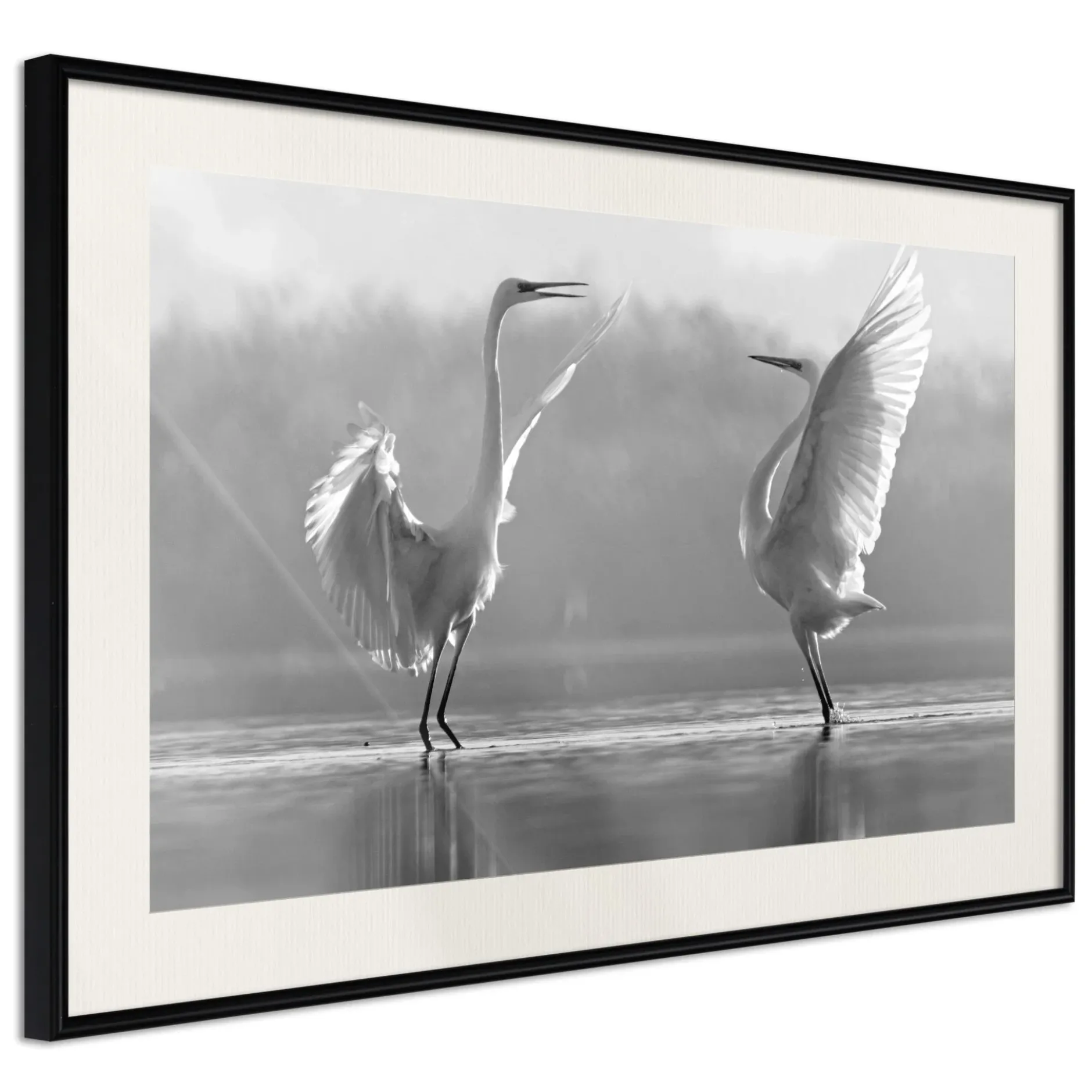 Poster 'Black and White Herons'