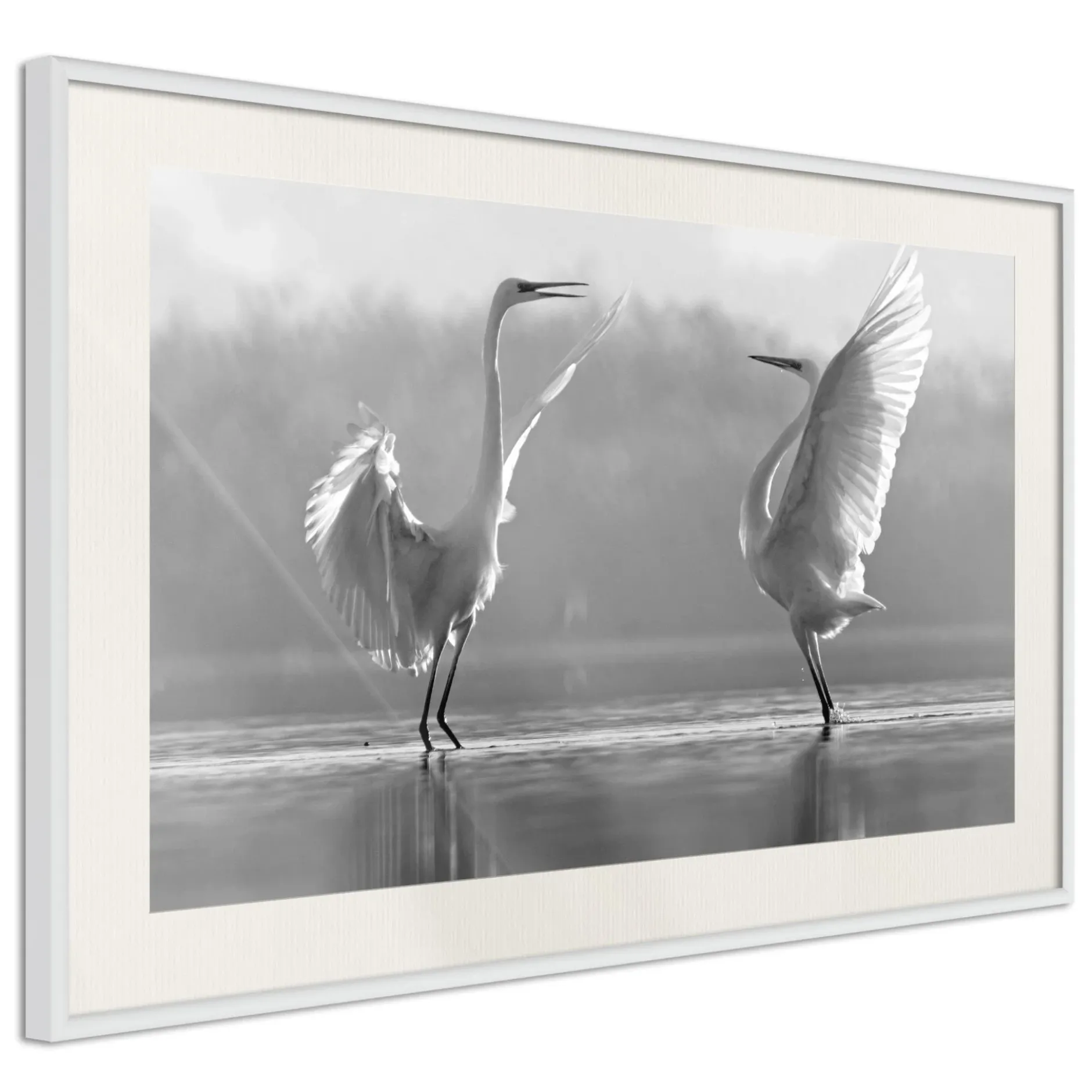 Poster 'Black and White Herons'