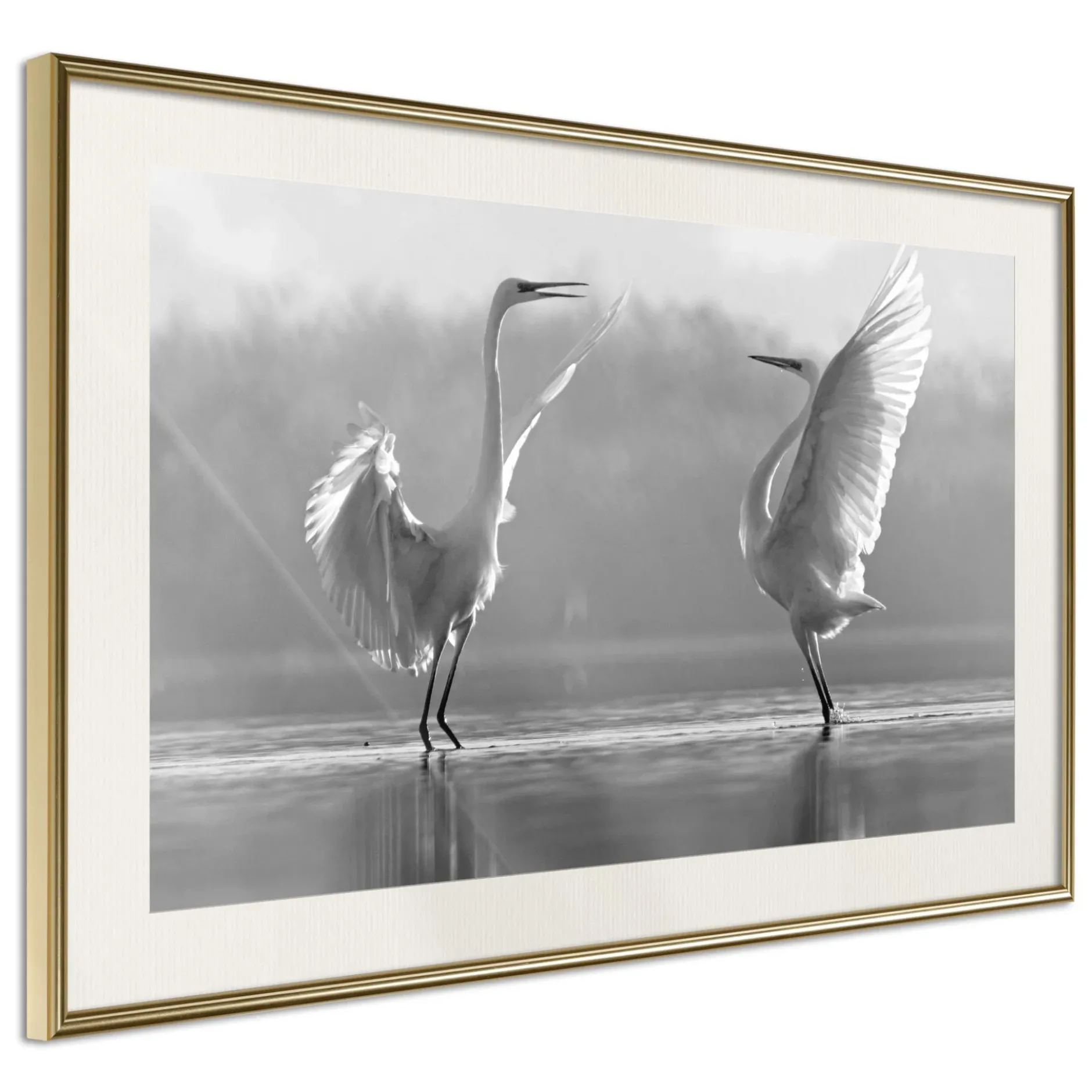Poster 'Black and White Herons'