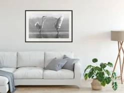Poster 'Black and White Herons'