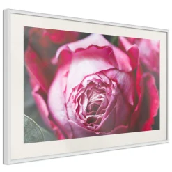 Poster 'Blooming Rosae'