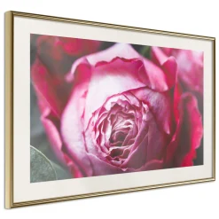 Poster 'Blooming Rosae'