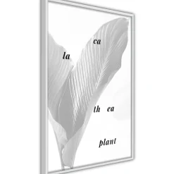 Poster 'Calathea Leaves'