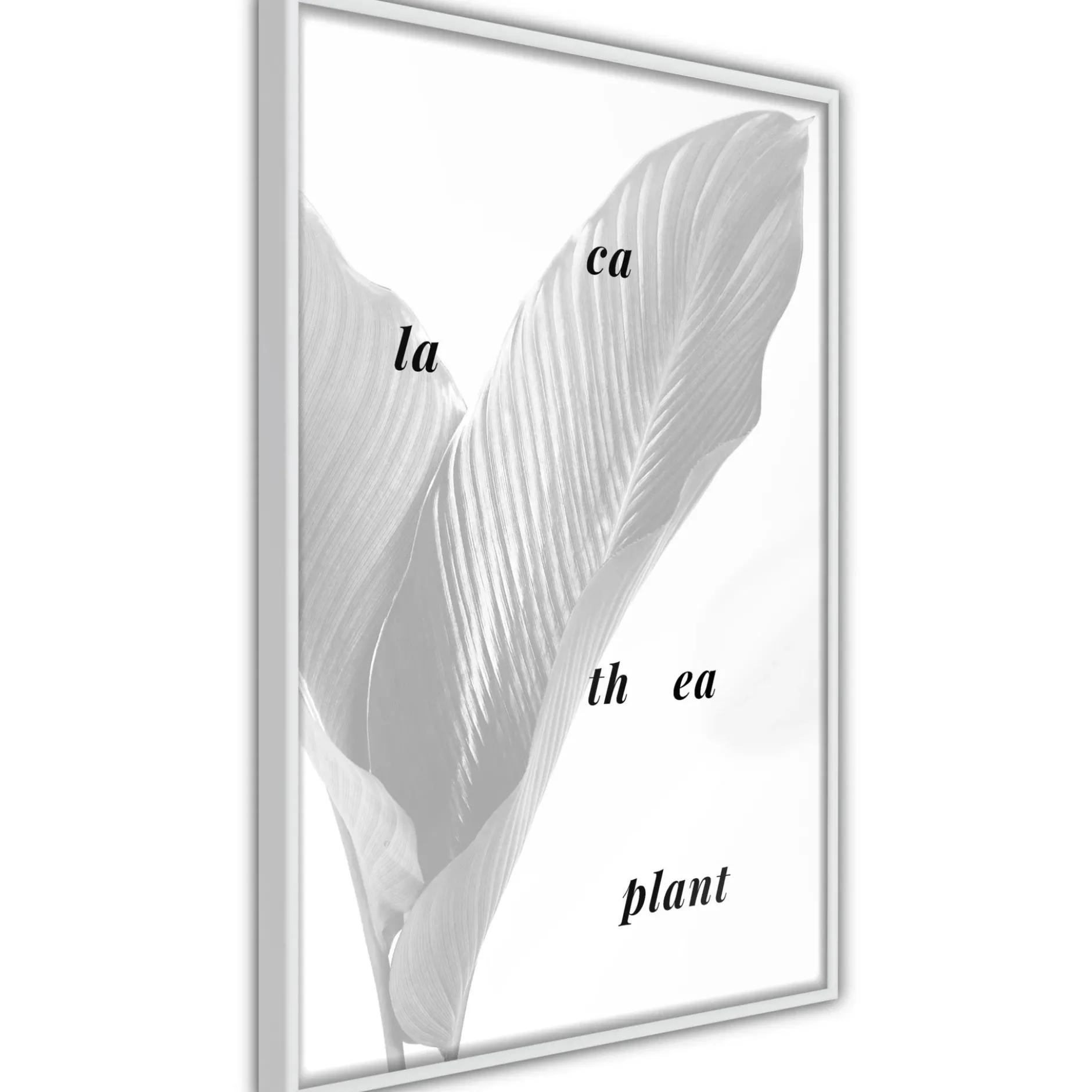 Poster 'Calathea Leaves'