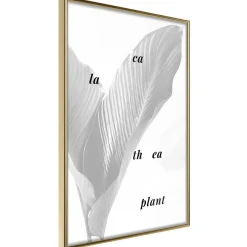 Poster 'Calathea Leaves'