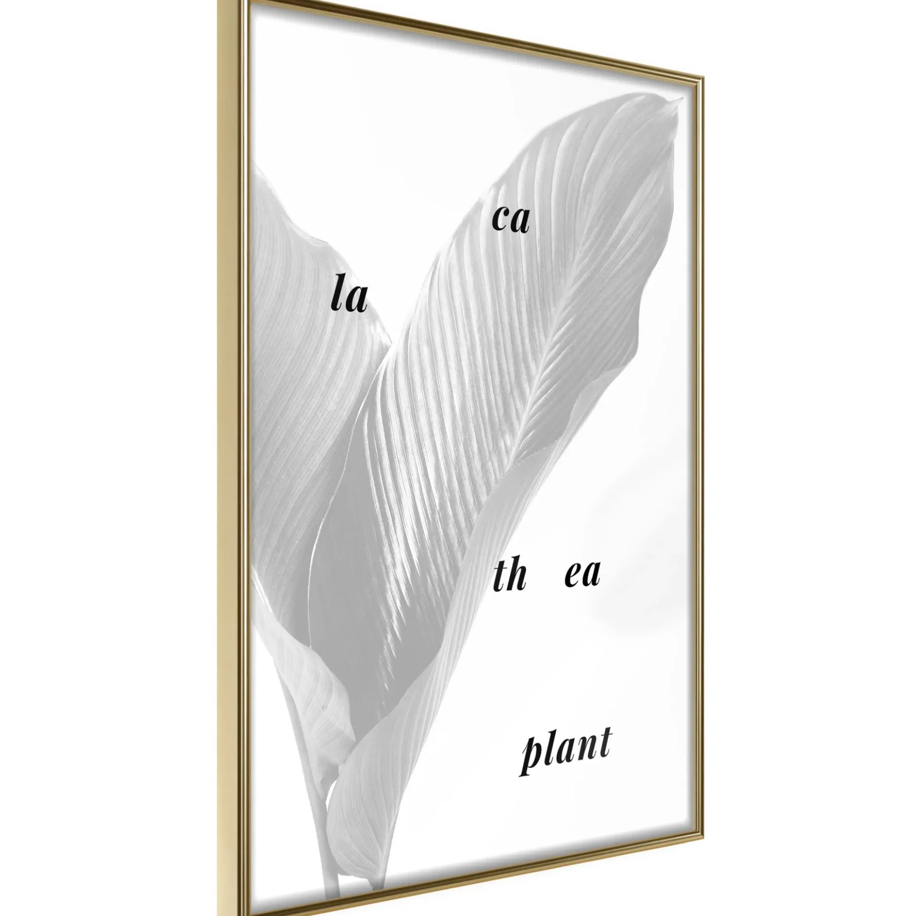Poster 'Calathea Leaves'