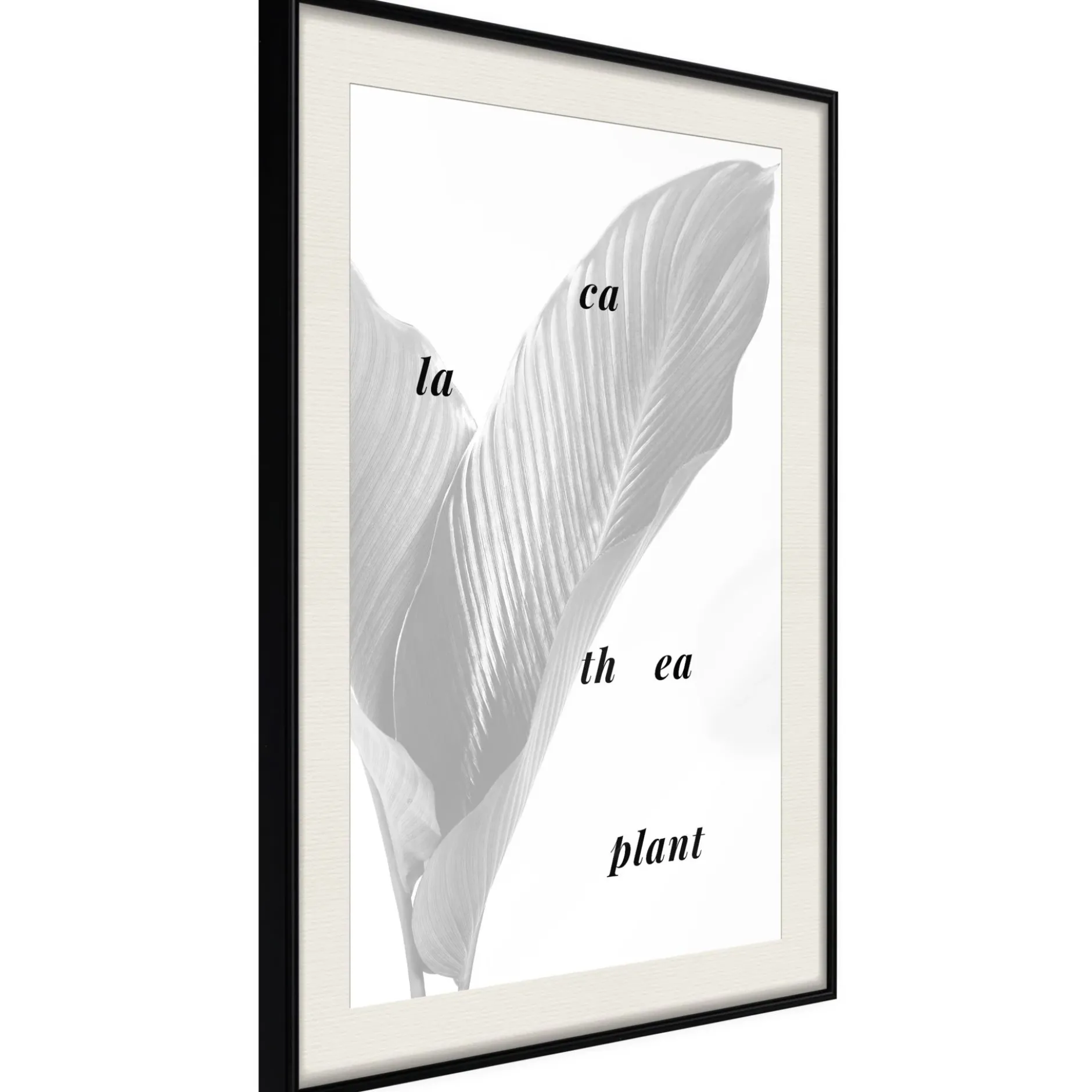 Poster 'Calathea Leaves'