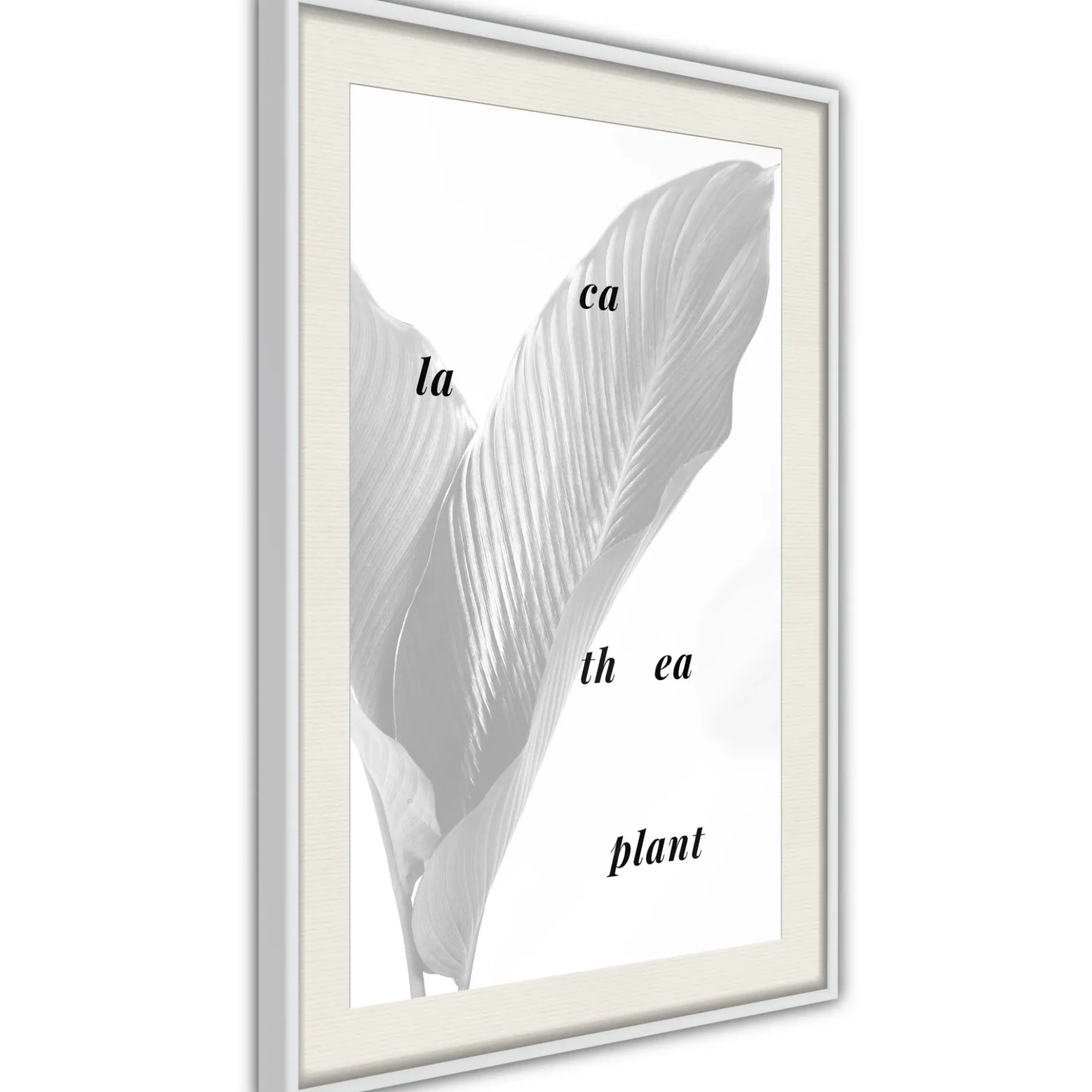 Poster 'Calathea Leaves'