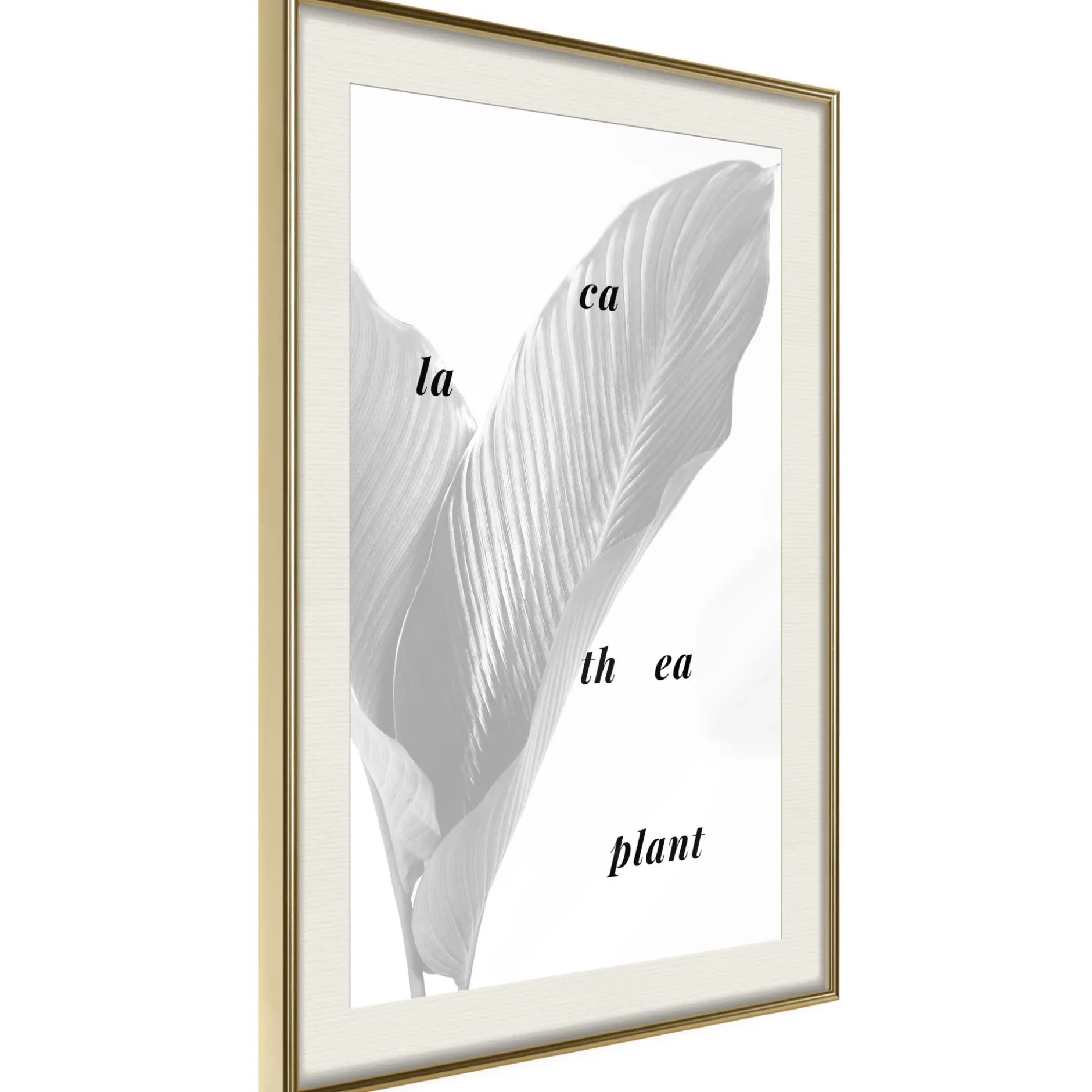 Poster 'Calathea Leaves'