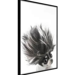 Poster 'Chihuahua'