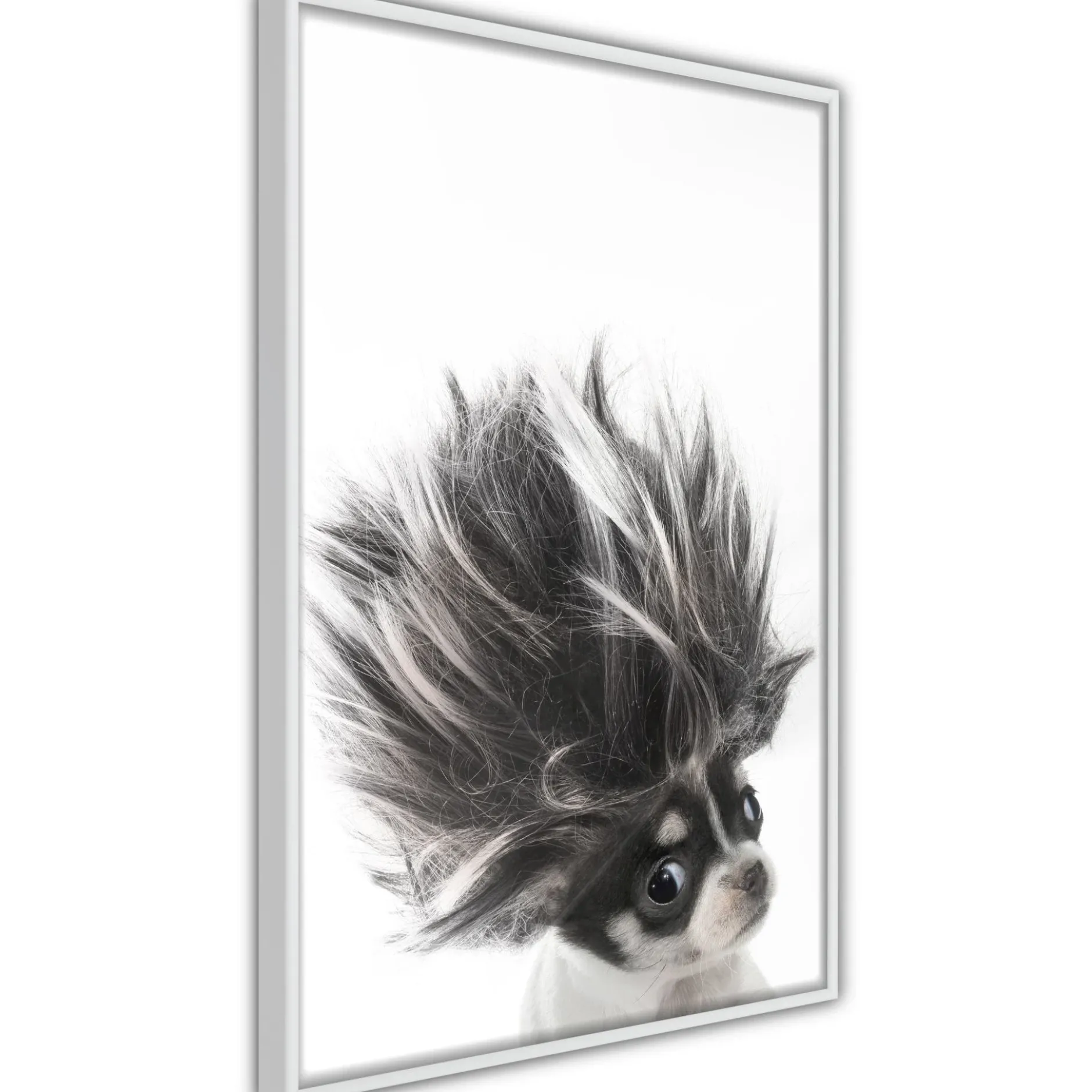 Poster 'Chihuahua'