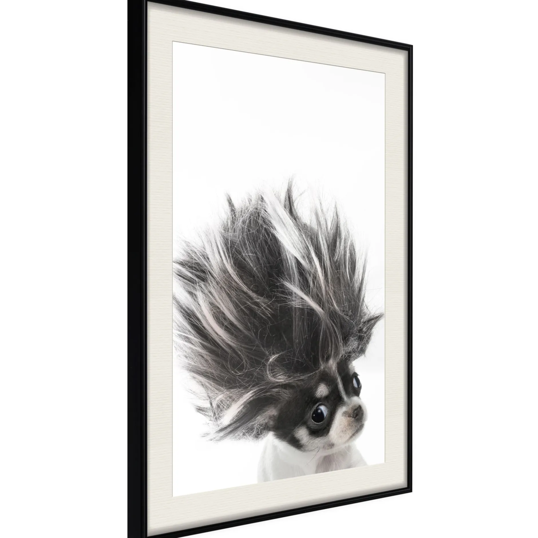 Poster 'Chihuahua'
