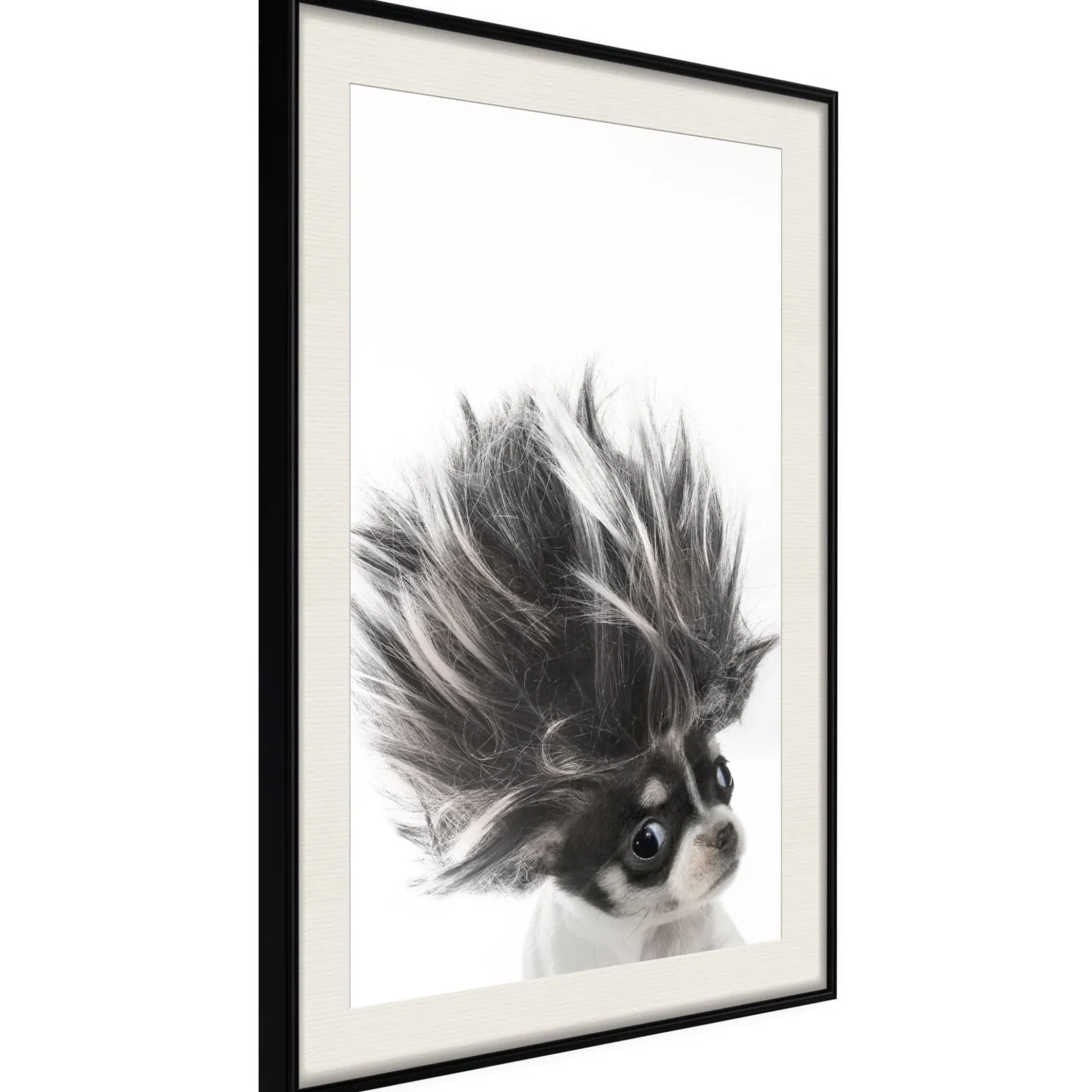 Poster 'Chihuahua'
