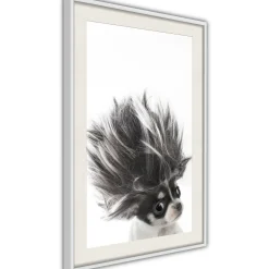 Poster 'Chihuahua'