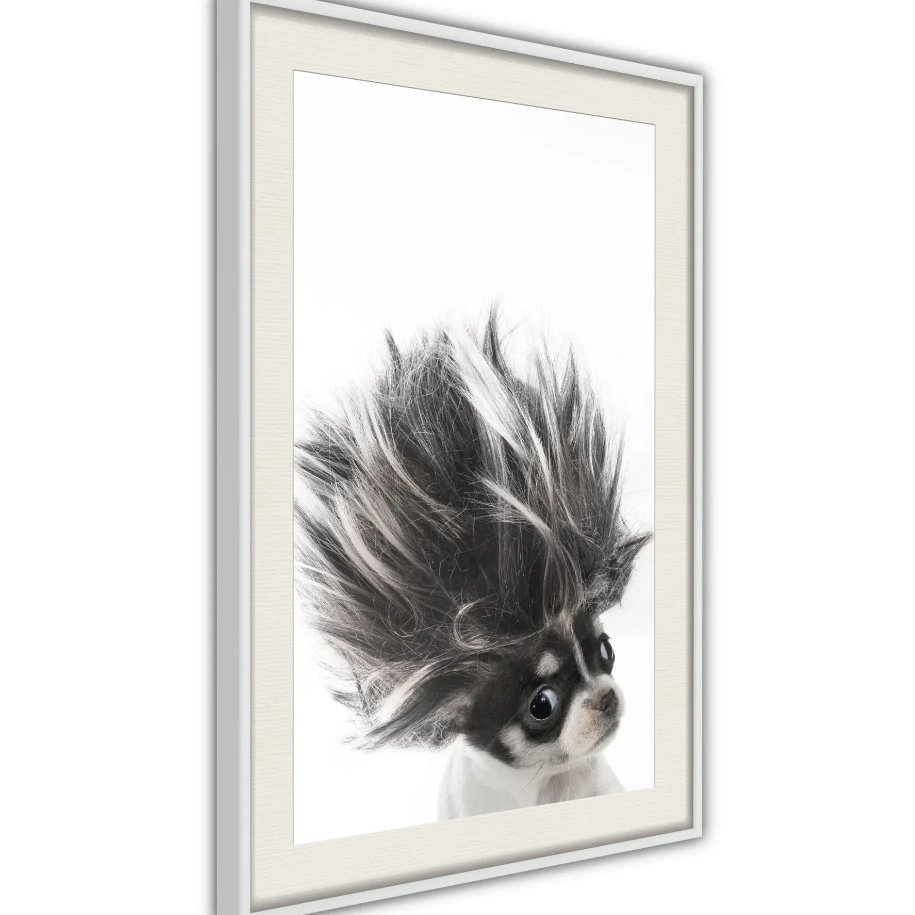 Poster 'Chihuahua'