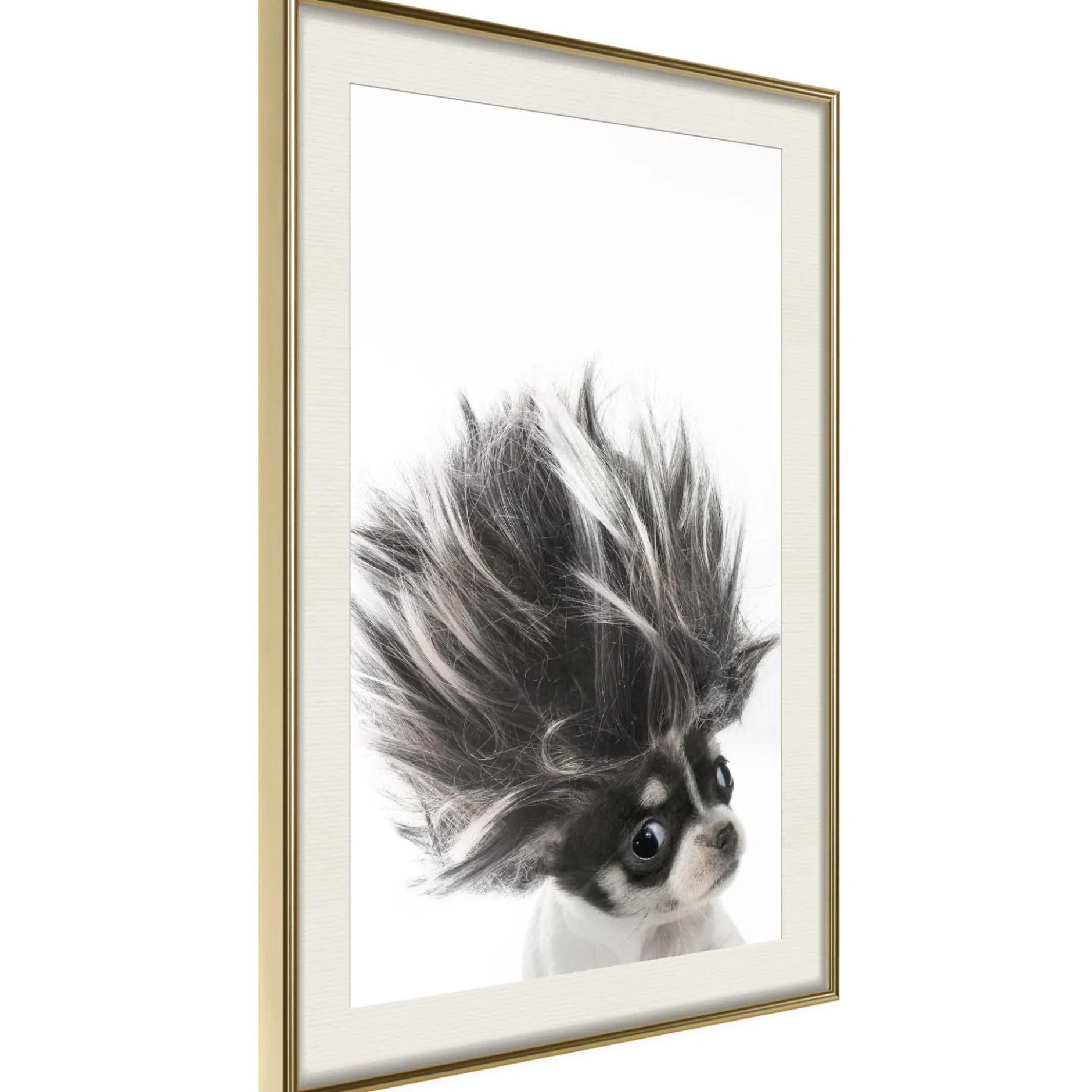 Poster 'Chihuahua'