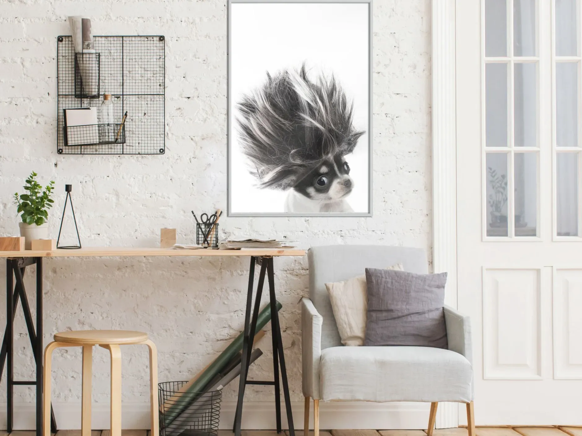 Poster 'Chihuahua'