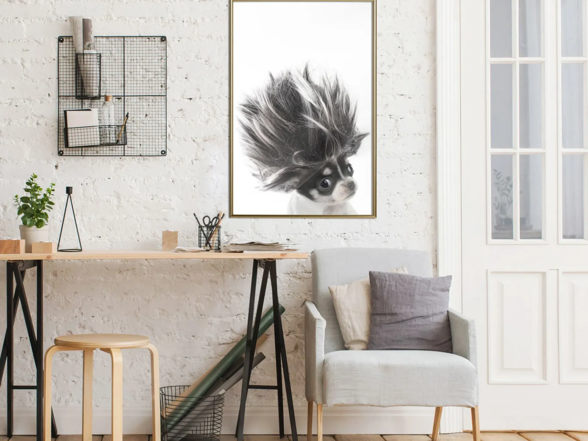 Poster 'Chihuahua'