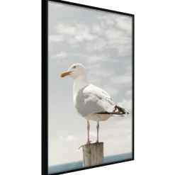 Poster 'Curious Seagull'