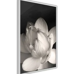 Poster 'Delicacy of a Flower'