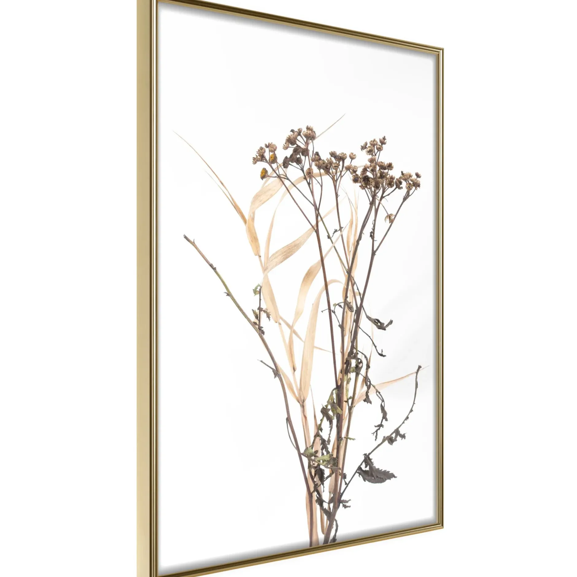 Poster 'Diary of a Herbalist'