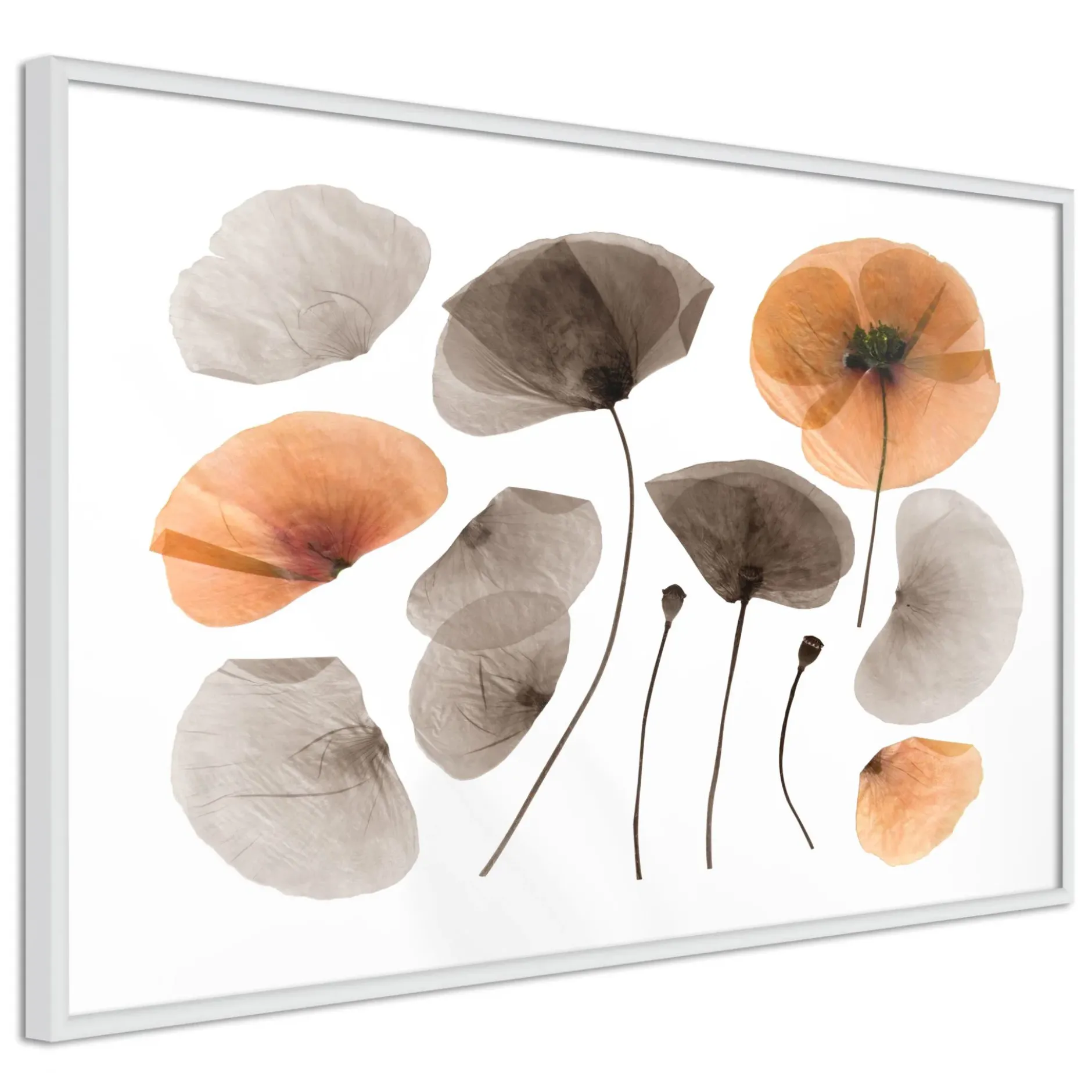 Poster 'Dried Poppies'
