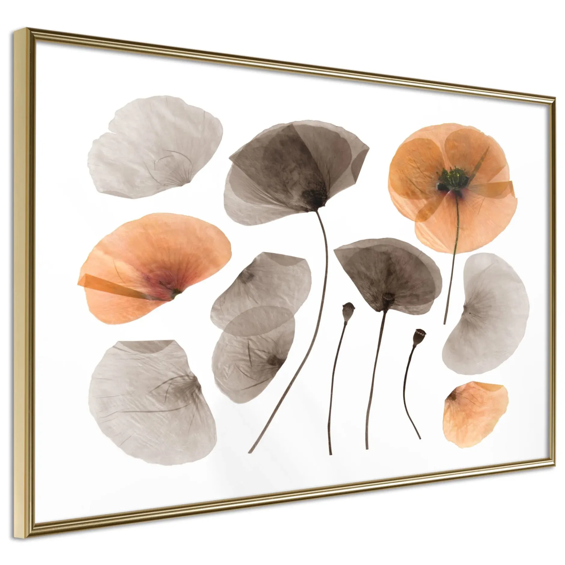 Poster 'Dried Poppies'