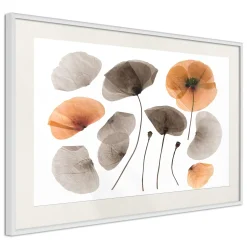 Poster 'Dried Poppies'