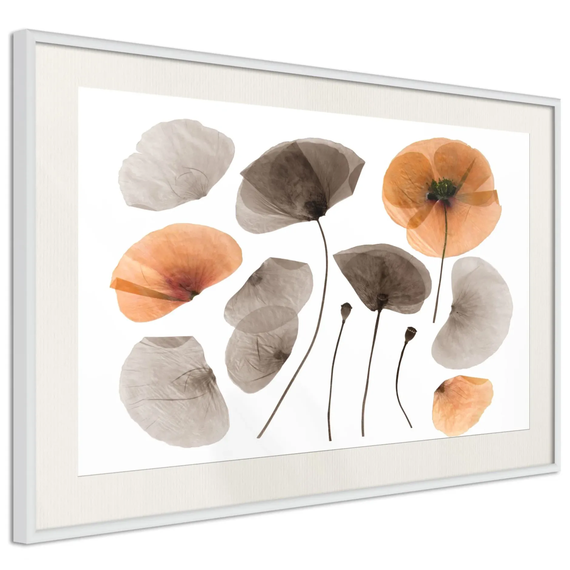 Poster 'Dried Poppies'