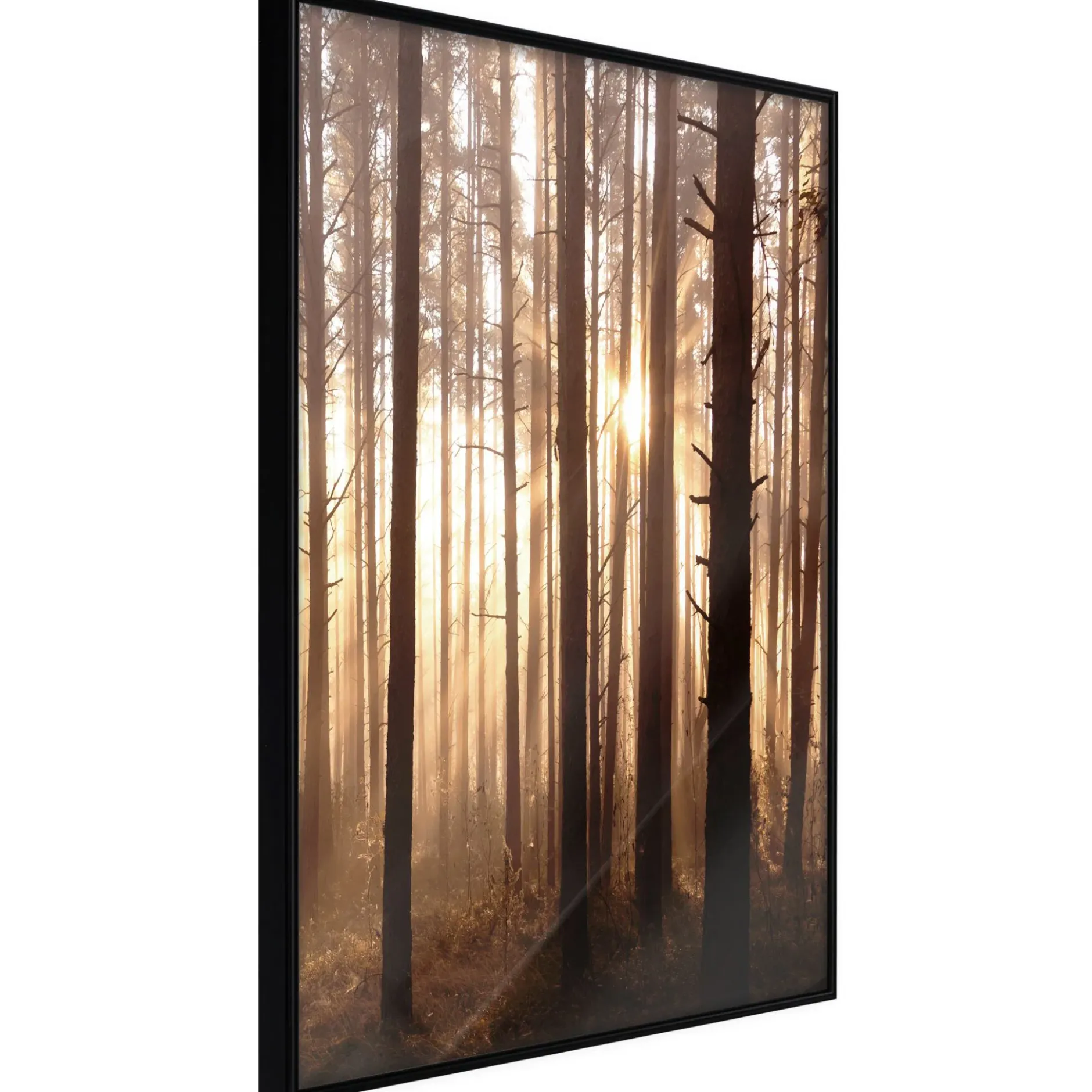 Poster 'Morning in the Forest'